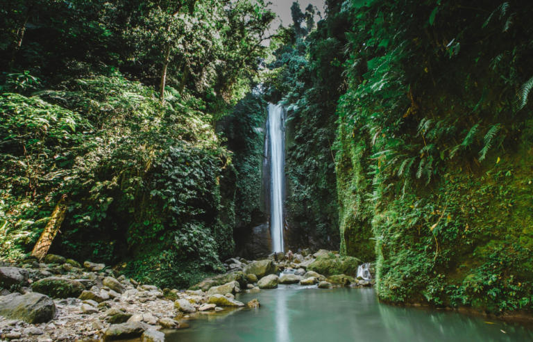 Ayahuasca in Europe vs the Amazon